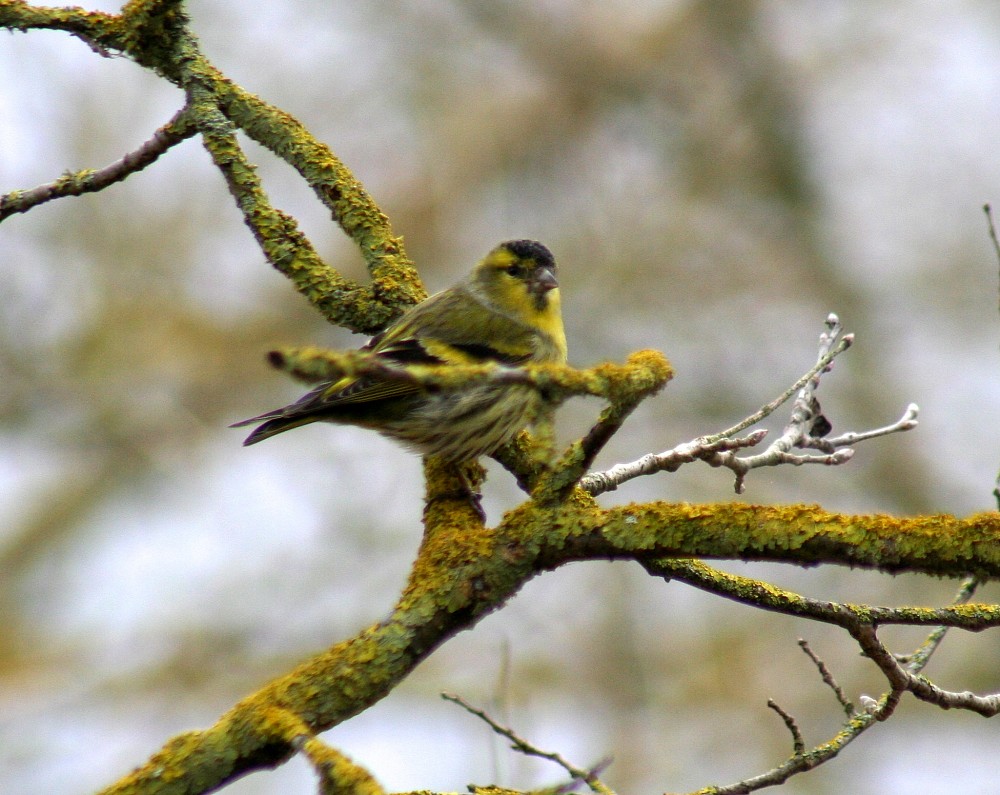 Eurasian Siskin