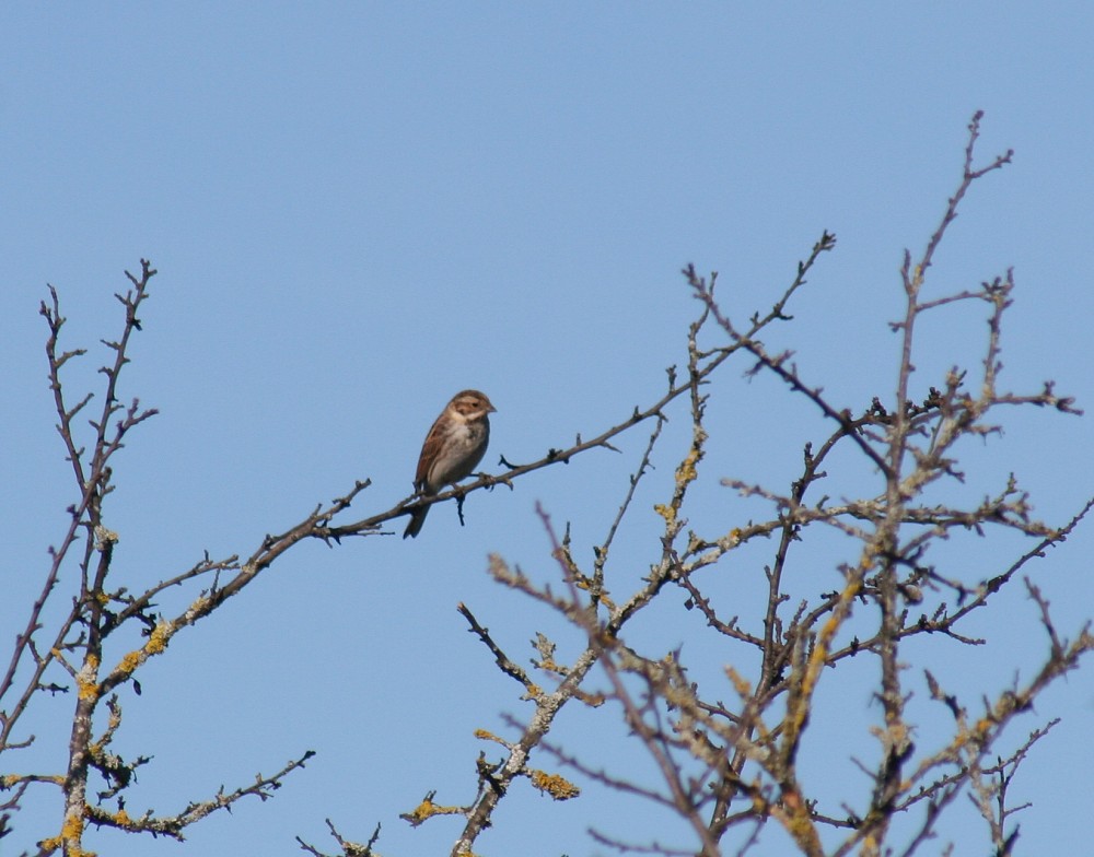 Bruant des roseaux