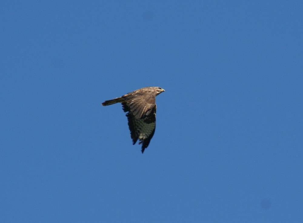 Common Buzzard