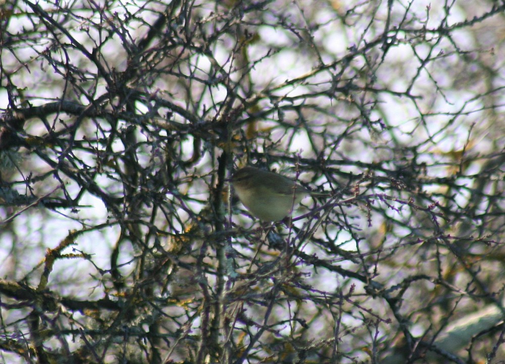 Common Chiffchaff