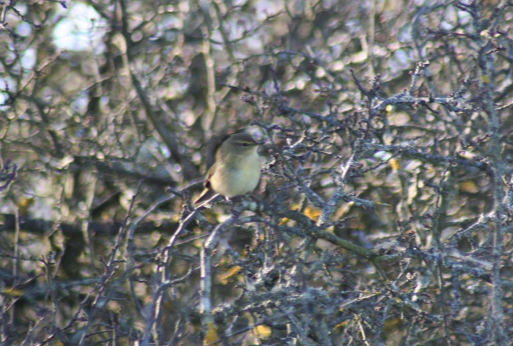 Common Chiffchaff