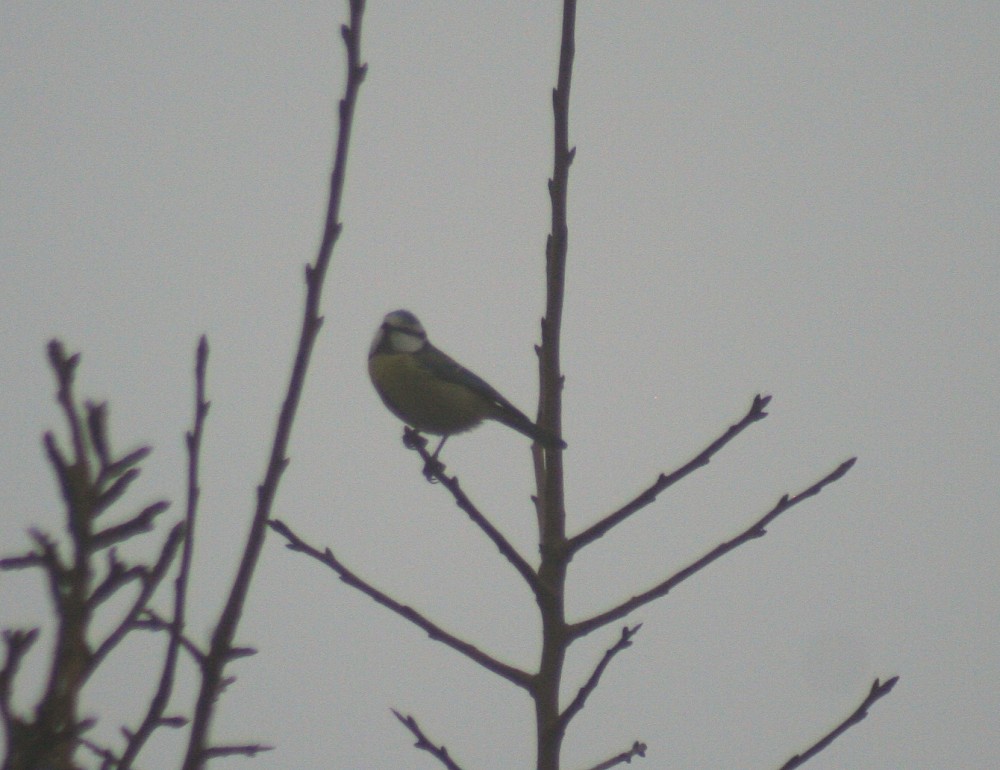 Mésange bleue