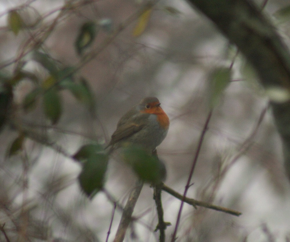 Rougegorge familier