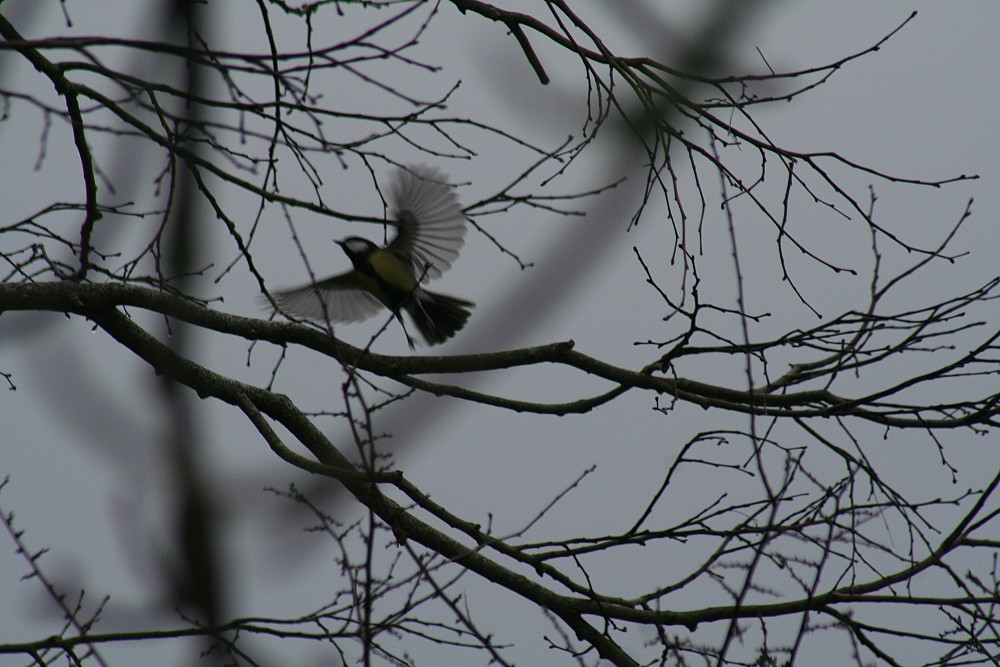 Great Tit