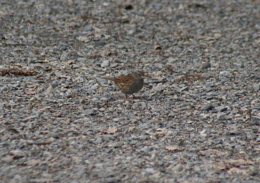 Dunnock