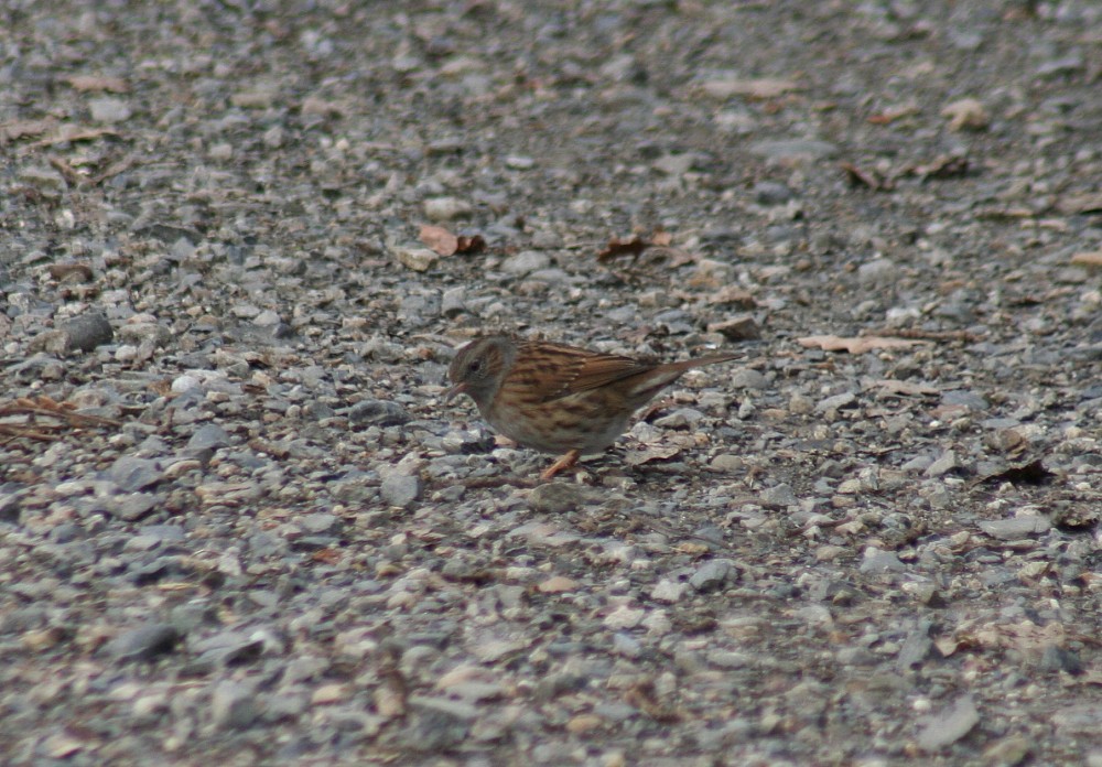 Dunnock