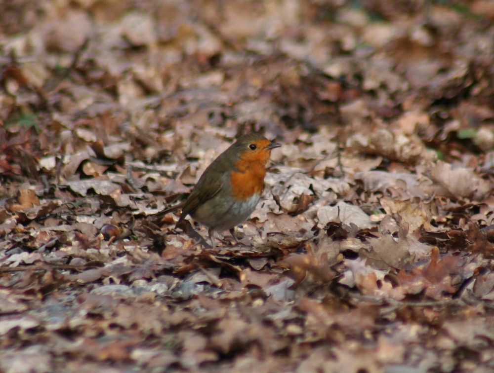 European Robin