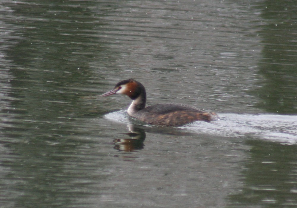 Great Crested Grebe