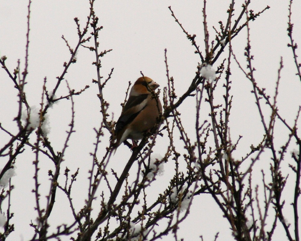 Hawfinch