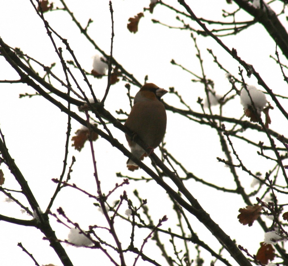 Hawfinch