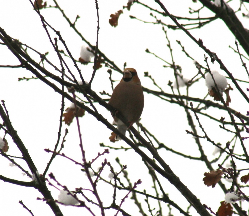 Hawfinch