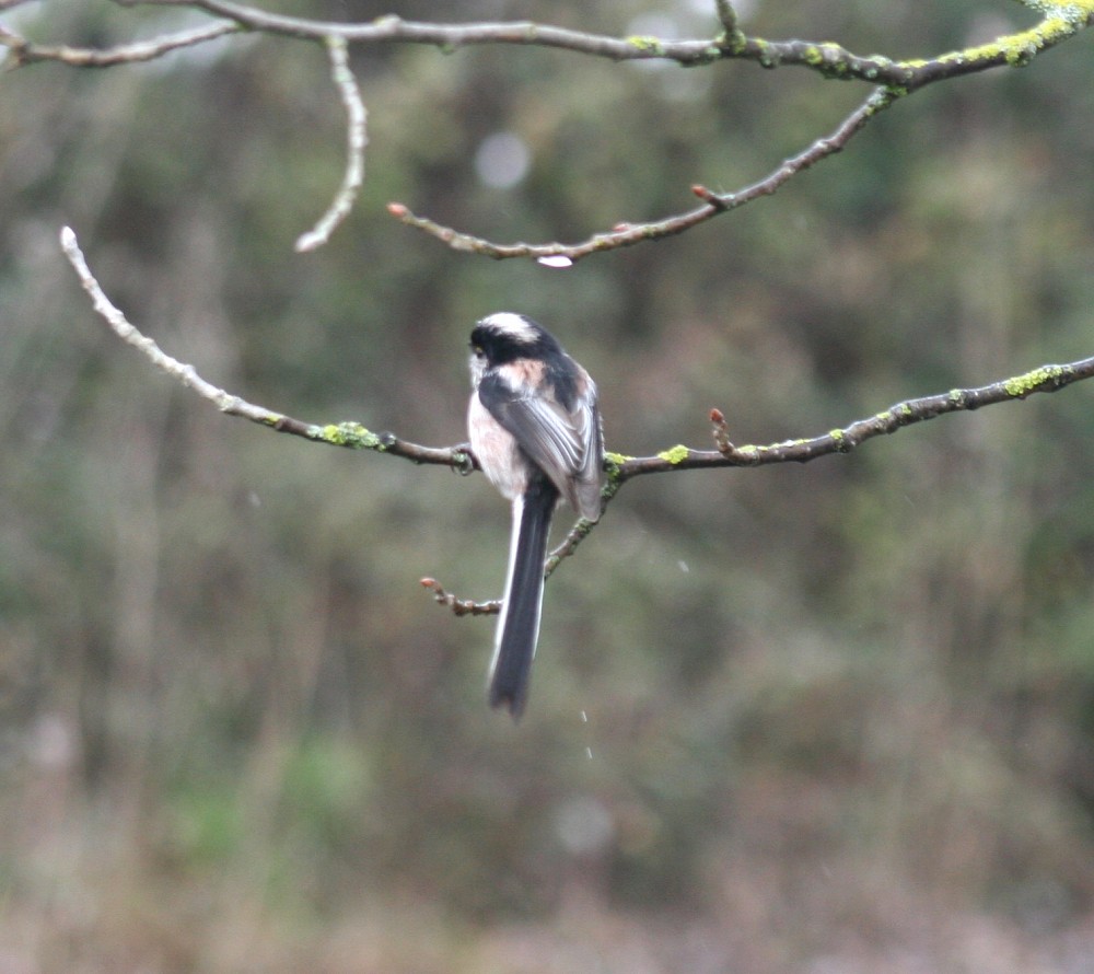 Long-tailed Tit