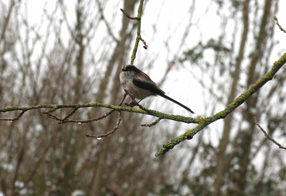 Long-tailed Tit