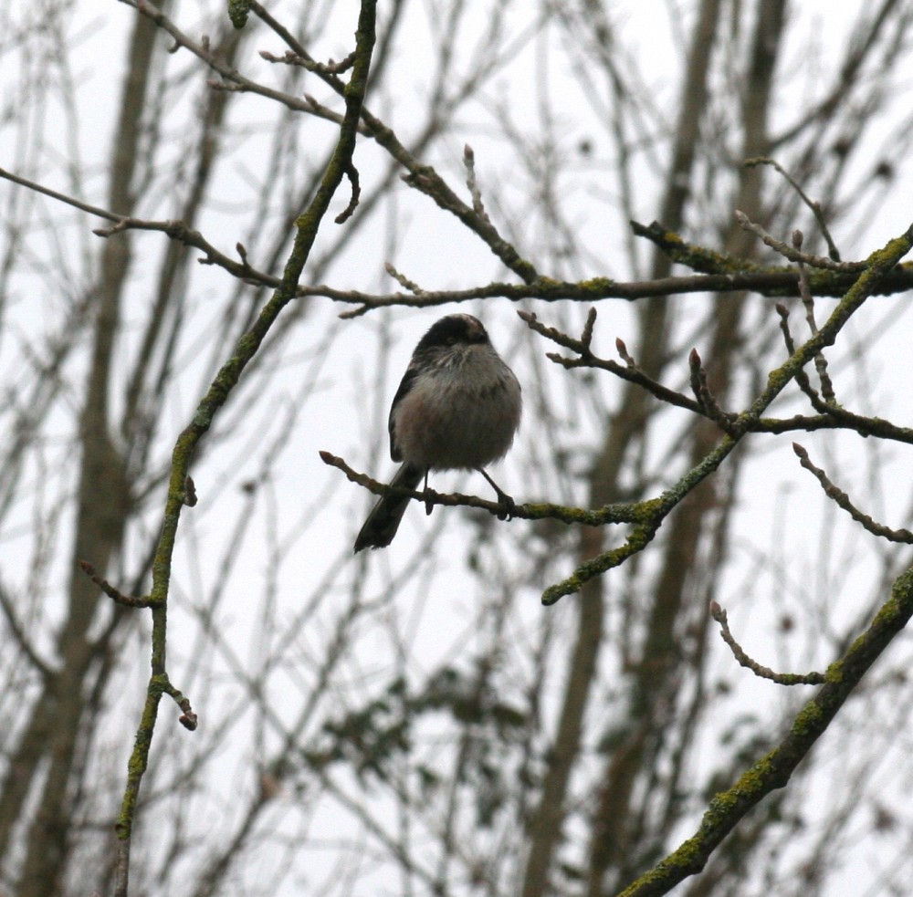 Long-tailed Tit