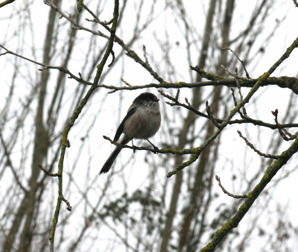 Mésange à longue queue