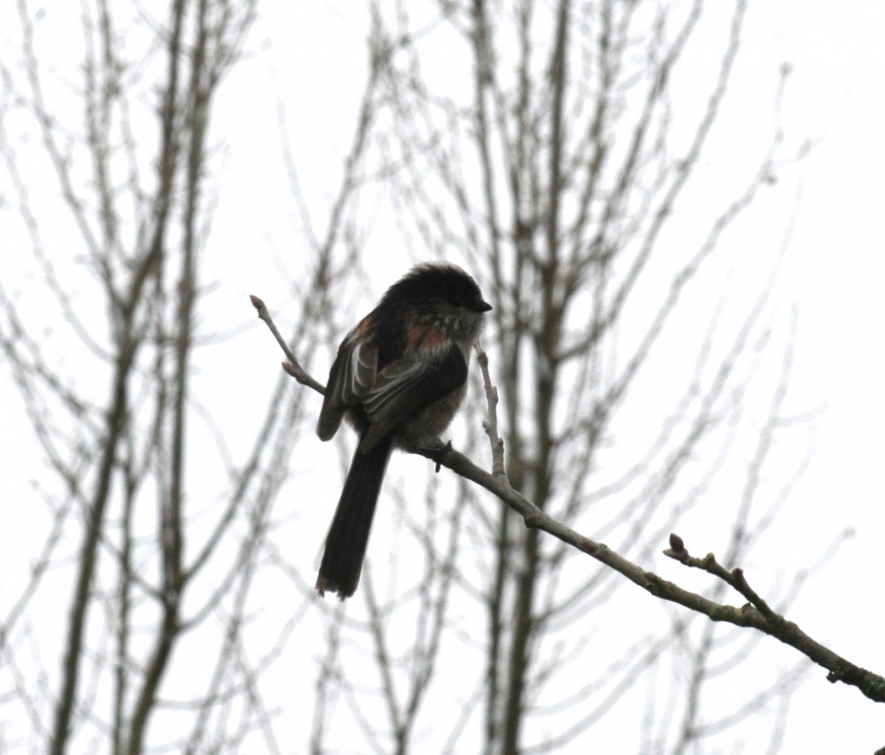 Long-tailed Tit