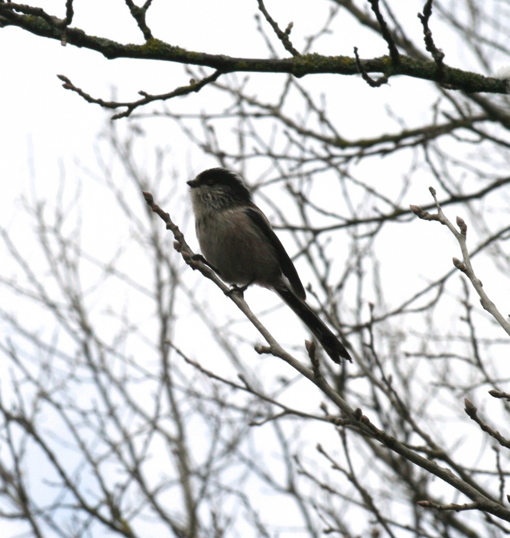 Long-tailed Tit