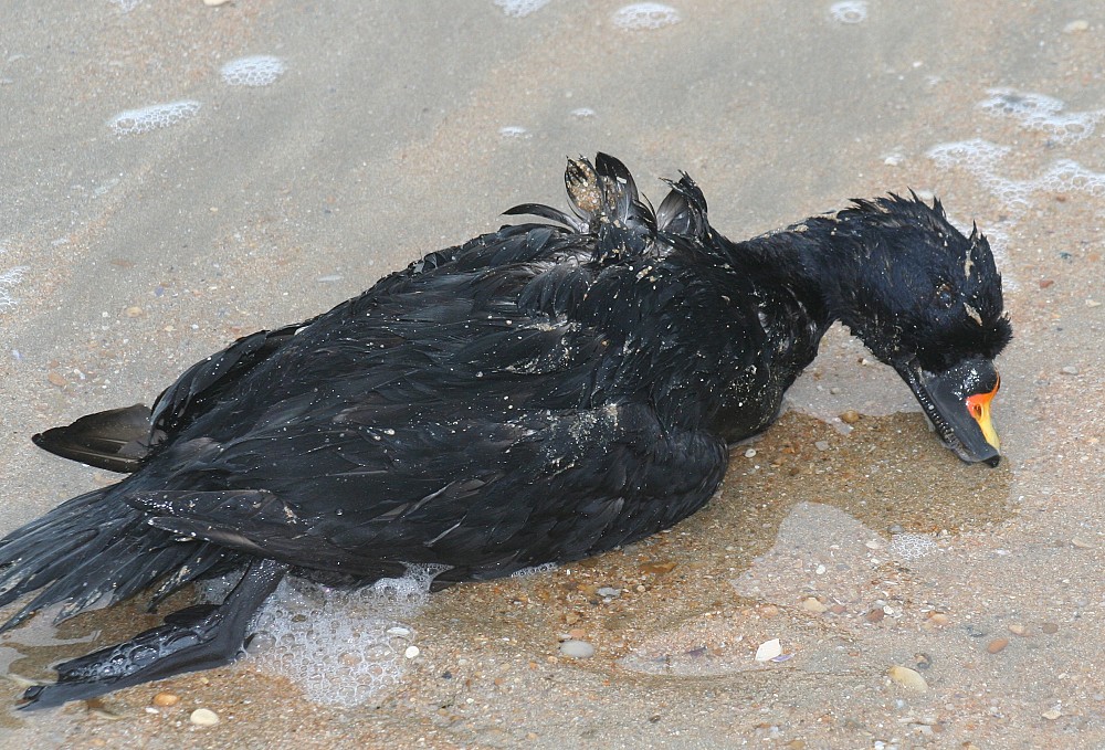 Common Scoter