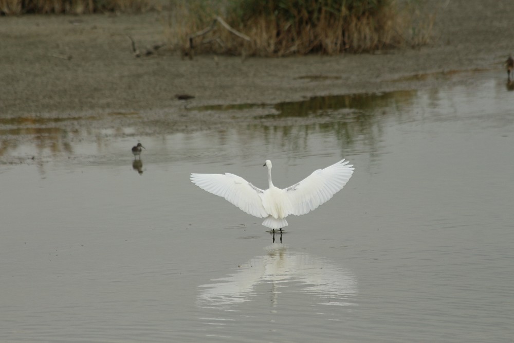 Aigrette garzette