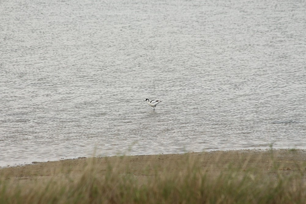 Avocette élégante