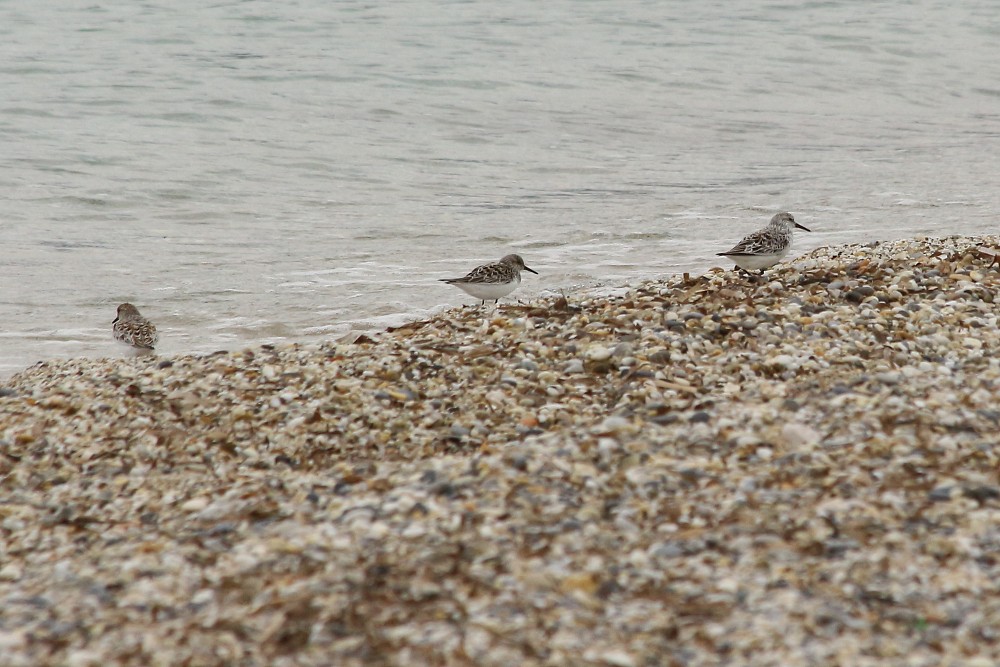 Bécasseau sanderling