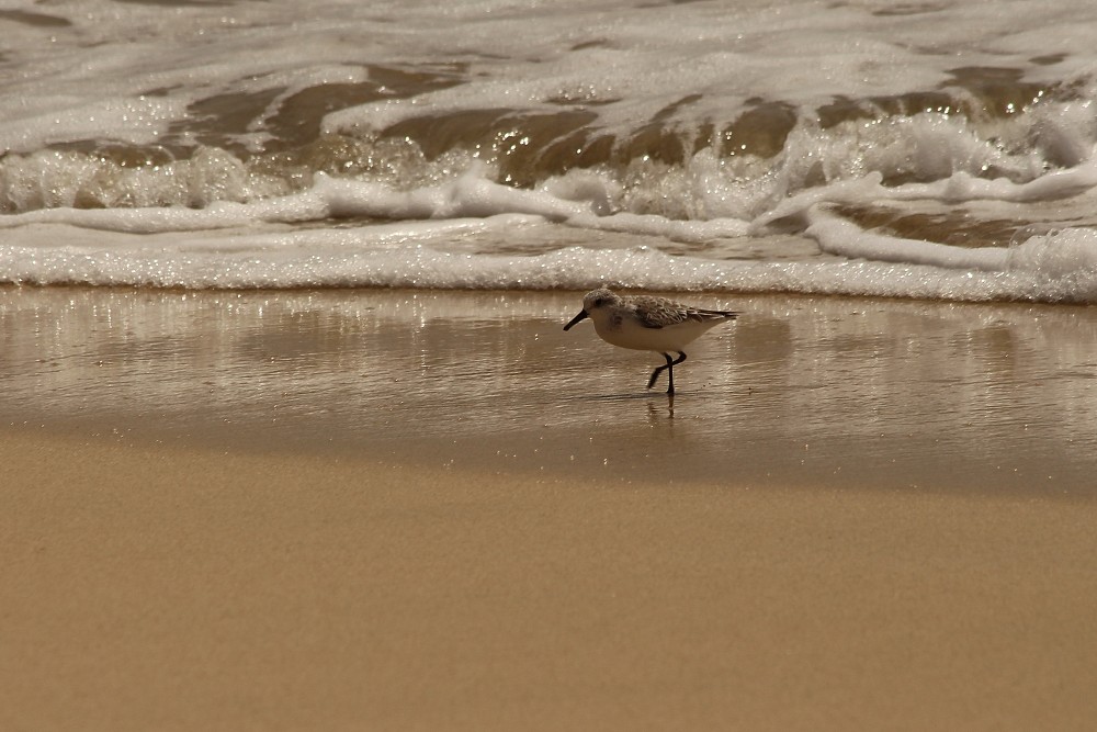 Sanderling