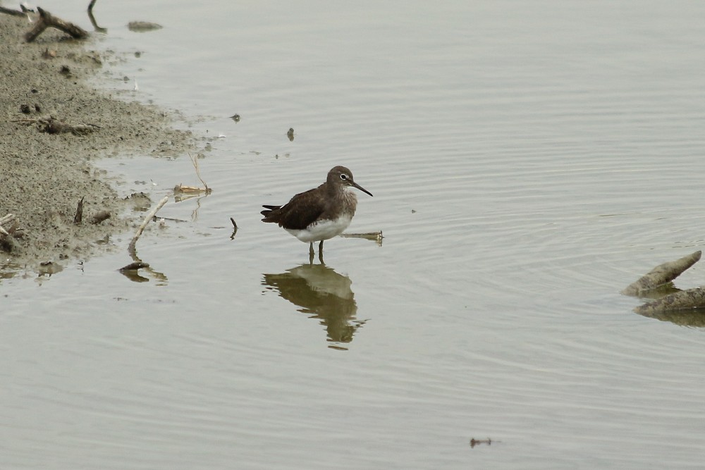 Green Sandpiper