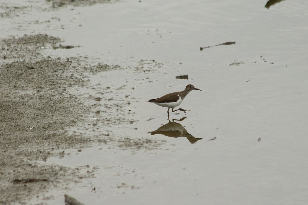 Strandsnipe