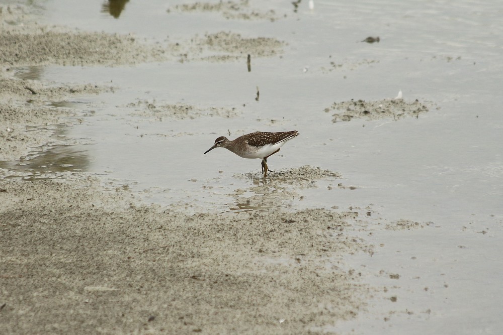 Wood Sandpiper