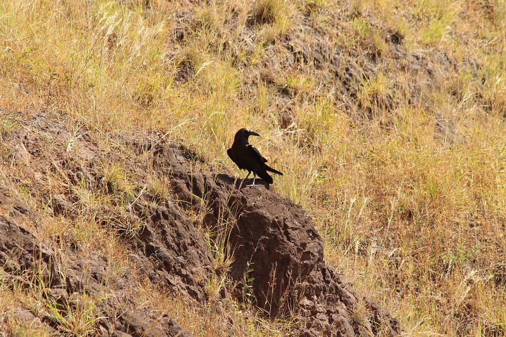 Cuervo Desertícola