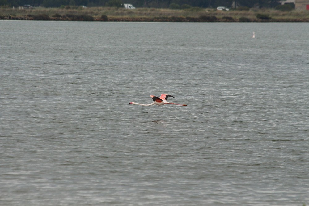 Greater Flamingo