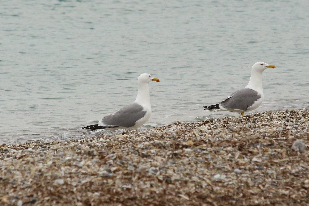 Gaviota patiamarilla