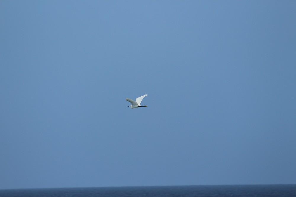 Little Egret