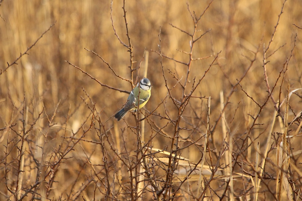 Eurasian Blue Tit