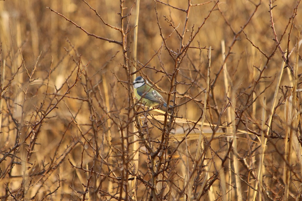 Eurasian Blue Tit