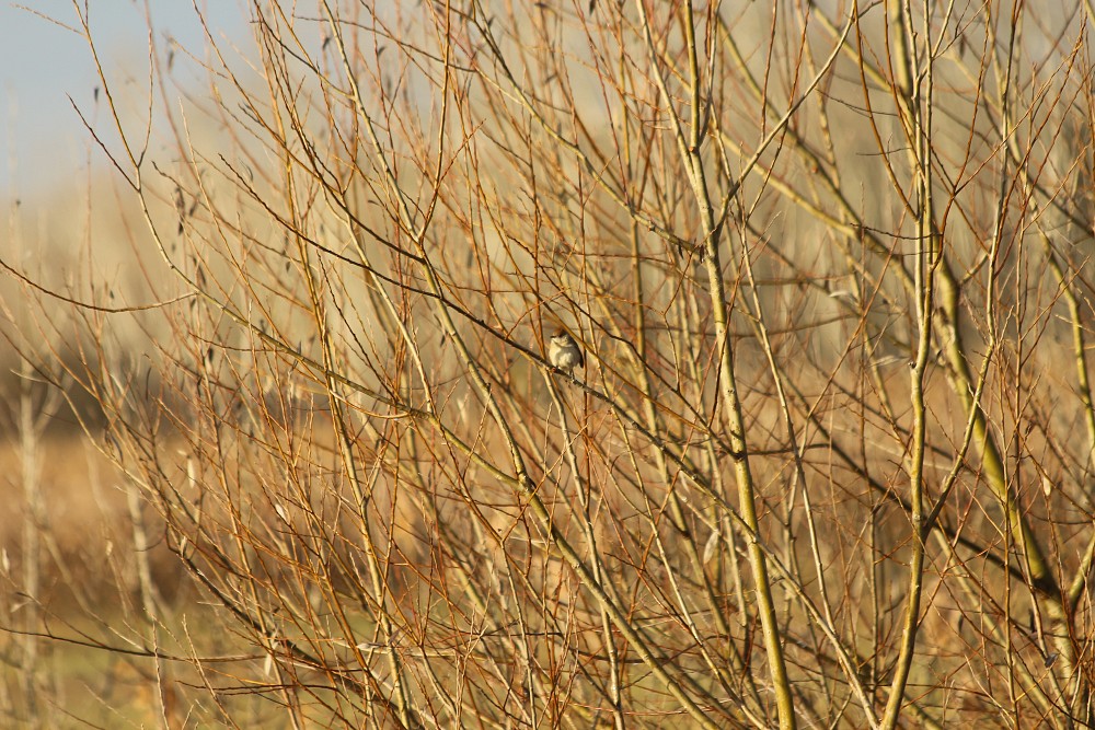 Blackcap