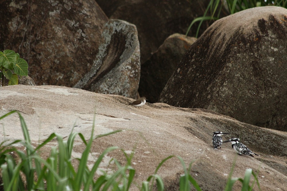 Pied Kingfisher