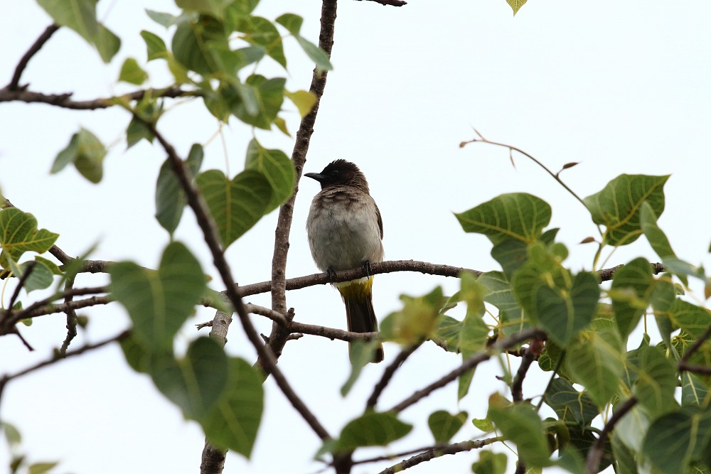 Bulbul Naranjero