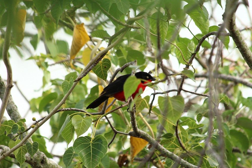 Bubú Cabecinegro