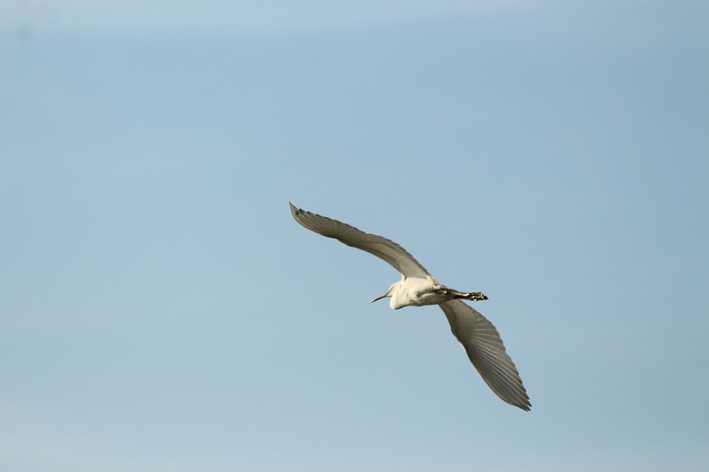 Little Egret