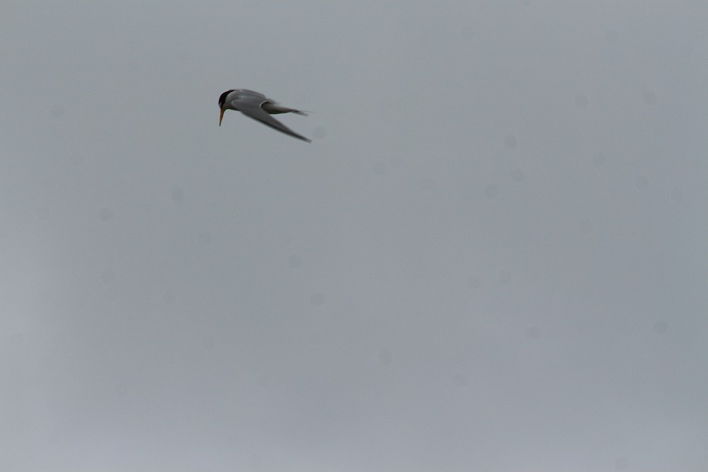 Little Tern