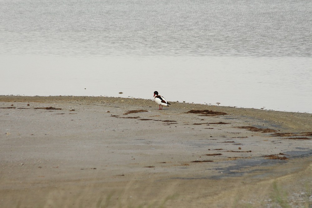 Common Shelduck