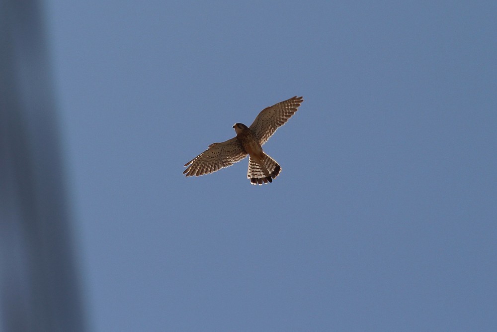 Eurasian Kestrel