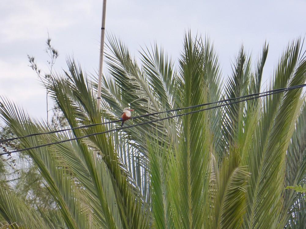 Martin pescatore testagrigia