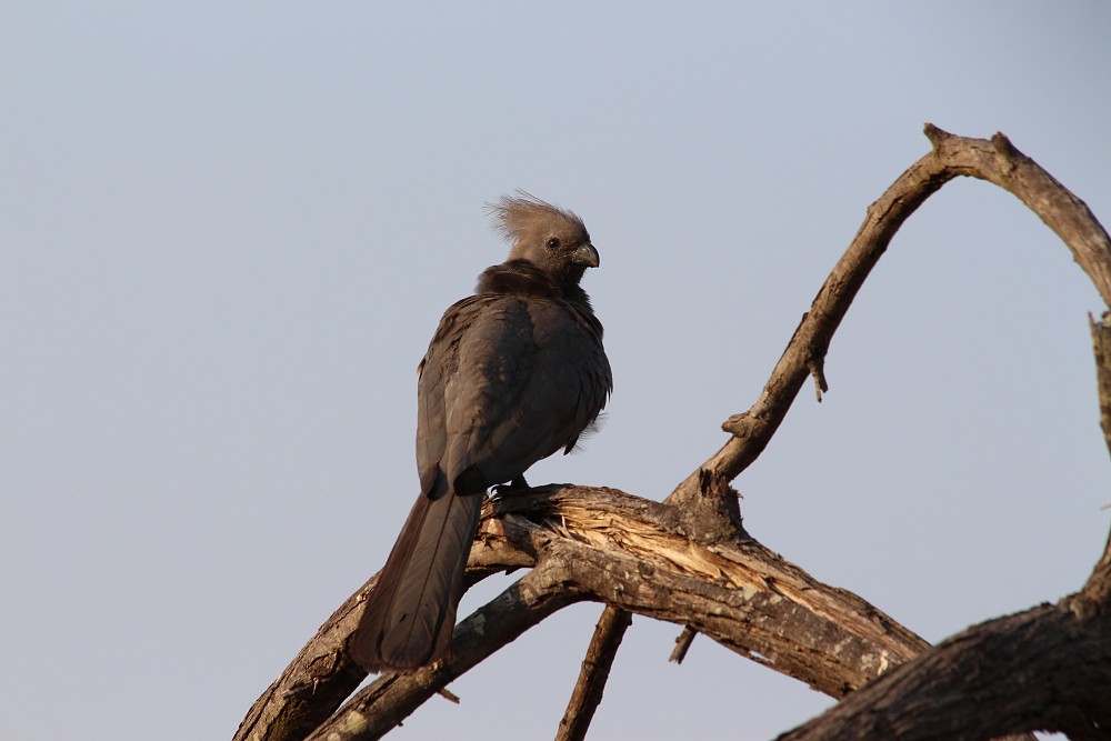 Schwarzschwanz-Lärmvogel