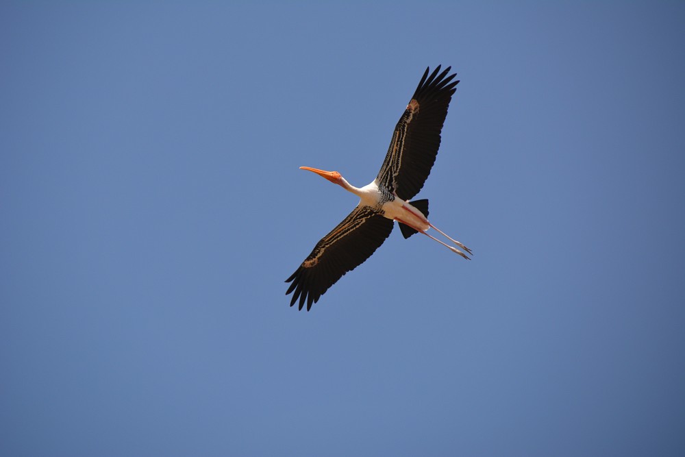 Painted Stork