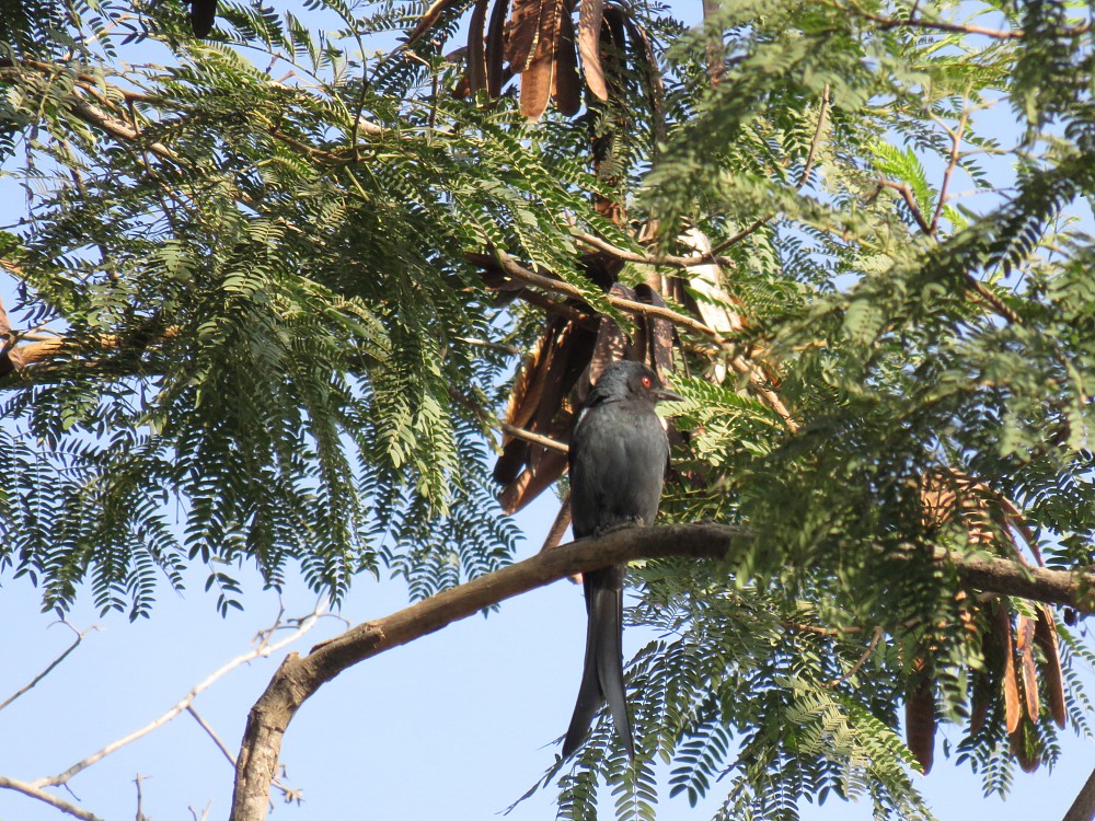 Königsdrongo