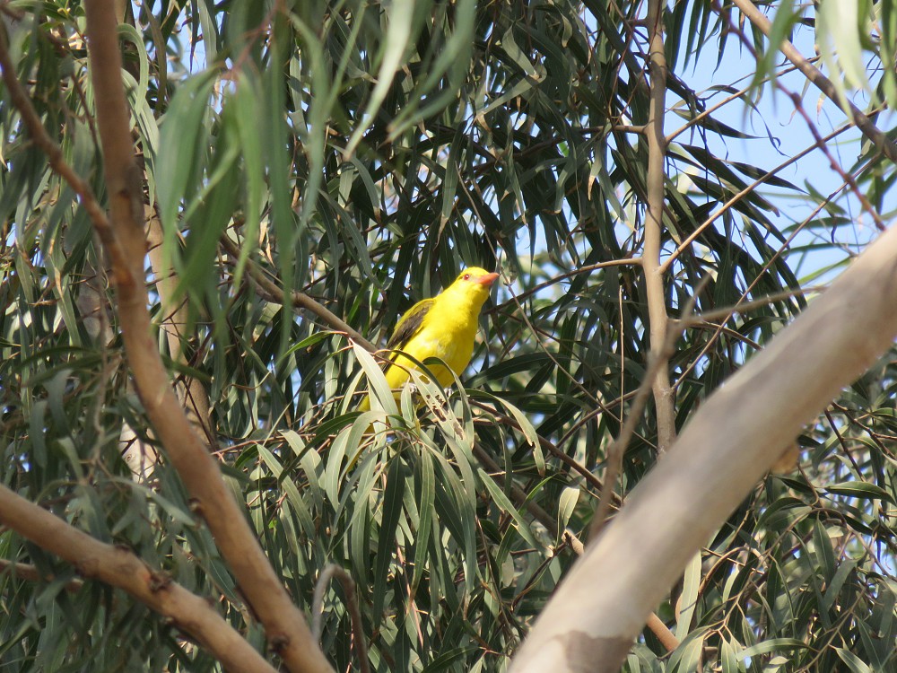 Indian Golden Oriole