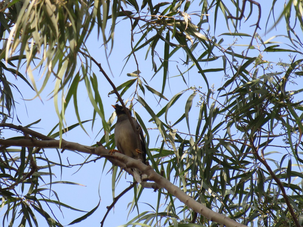 Common Myna