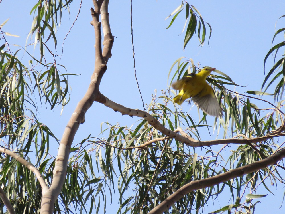 Indian Golden Oriole